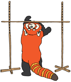 A cartoon red panda playing limbo